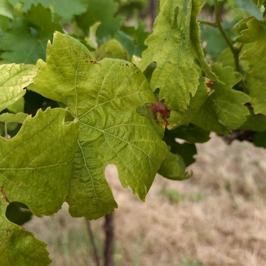 Weinblatt mit roten Flecken und gelblichen Verfärbungen im Detail