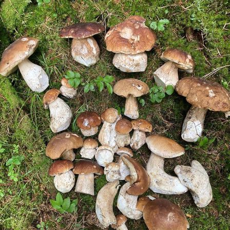 Eine Ansammlung von braunen und weißen Pilzen auf einer moosigen Oberfläche, einige noch mit ihren Wurzeln verbunden. Die Pilze variieren in Größe und Form, einige sind voll ausgewachsen, während andere noch klein sind.