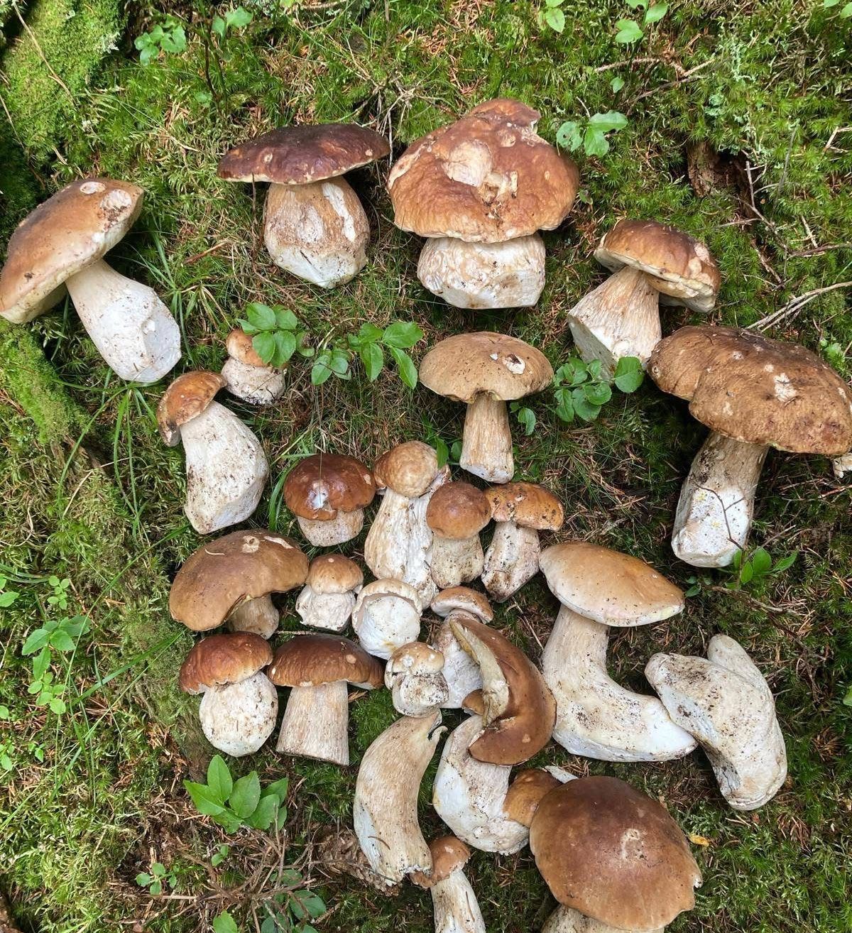 Eine Ansammlung von braunen und weißen Pilzen auf einer moosigen Oberfläche, einige noch mit ihren Wurzeln verbunden. Die Pilze variieren in Größe und Form, einige sind voll ausgewachsen, während andere noch klein sind.