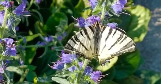 Ein Schmetterling mit schwarzen und weißen Streifen sitzt auf einer violetten Blüte mit grünen Blättern.