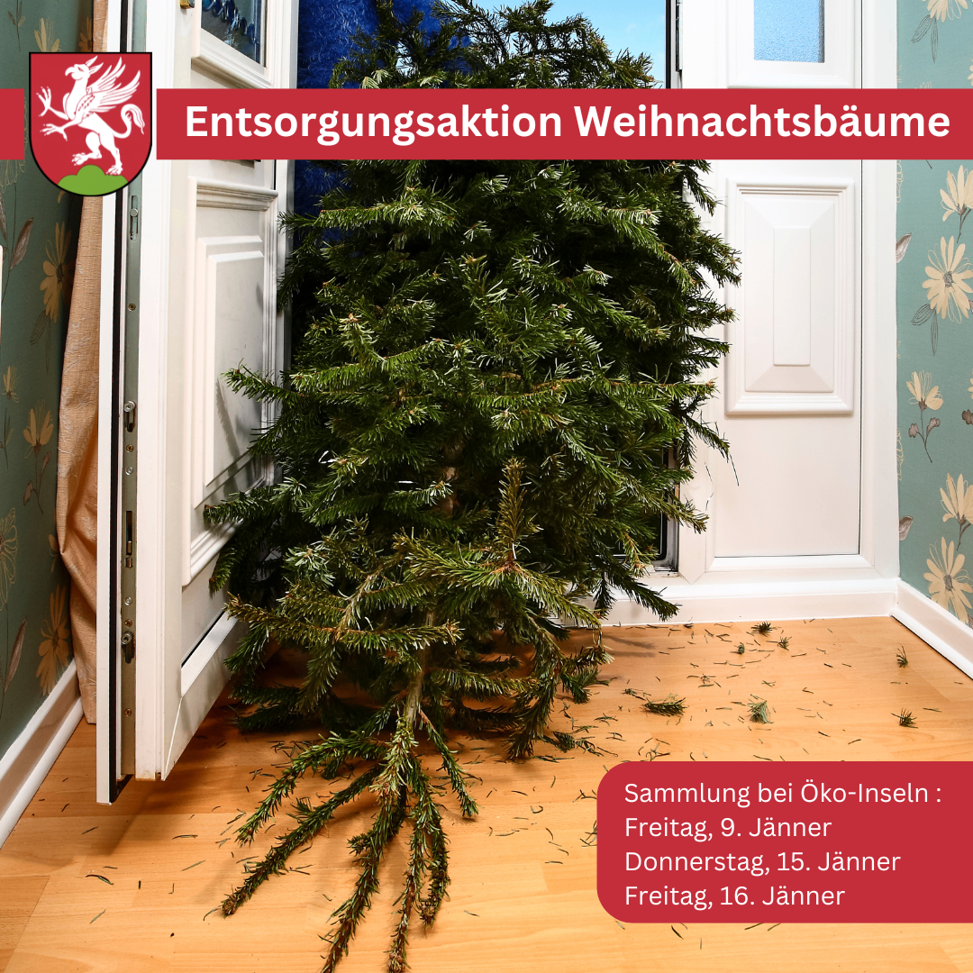 Ein Bild zeigt einen vor einer Tür gefallenen Weihnachtsbaum mit einer Sammelmitteilung für Oko-Inseln. Die Mitteilung nennt die Sammeltermine am Freitag, 9. Januar, Donnerstag, 15. Januar und Freitag, 16. Januar.