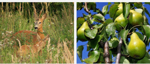 Eine Collage mit drei Bildern: eine Flasche, ein Reh im hohen Gras und eine Birne an einem Baum.