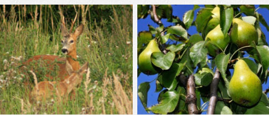 Eine Collage mit drei Bildern: eine Flasche, ein Reh im hohen Gras und eine Birne an einem Baum.