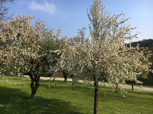 Ein grünes Feld mit blühenden Apfelbäumen und einer Straße an der Seite unter einem blauen Himmel.