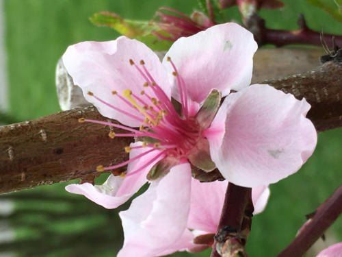 Ein Nahaufnahme einer Pfirsichblüte mit rosa Blütenblättern und gelben Staubblättern, die an einem Ast eines Baumes hängt, vor einem unscharfen grünen Hintergrund.
