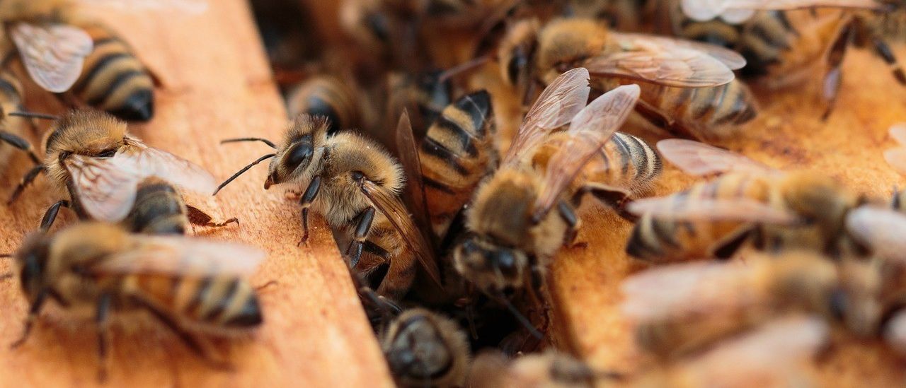 Ein Nahaufnahme von mehreren Honigbienen, eine scharf, auf einer Holzoberfläche.