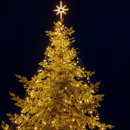 Bild enthält, Plant, Tree, Christmas, Christmas Decorations, Festival, Christmas Tree, Fir