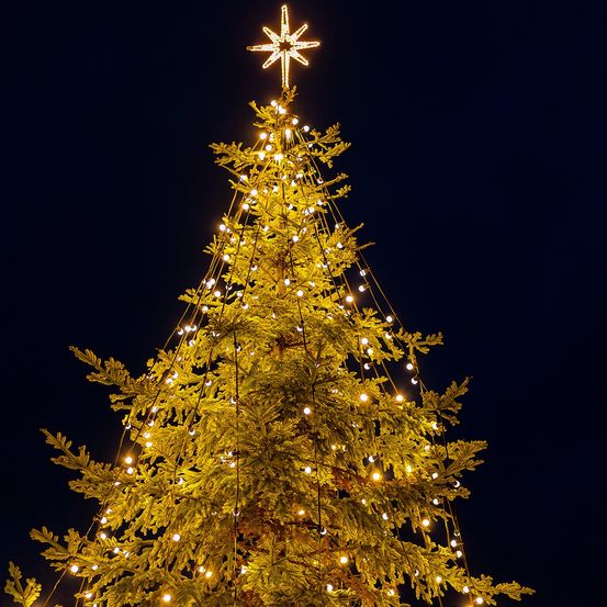 Bild enthält, Plant, Tree, Christmas, Christmas Decorations, Festival, Christmas Tree, Fir