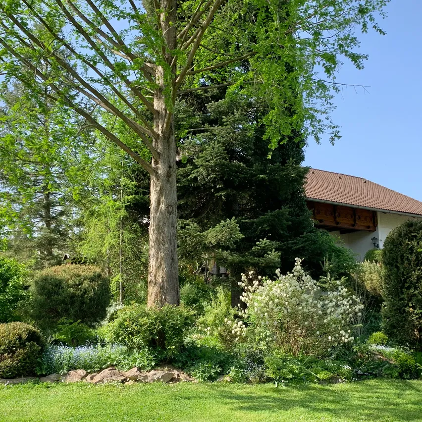 Tree, Grass, Garden, Nature, Outdoors, Cottage, Tree Trunk, Fir, Shelter, Lawn