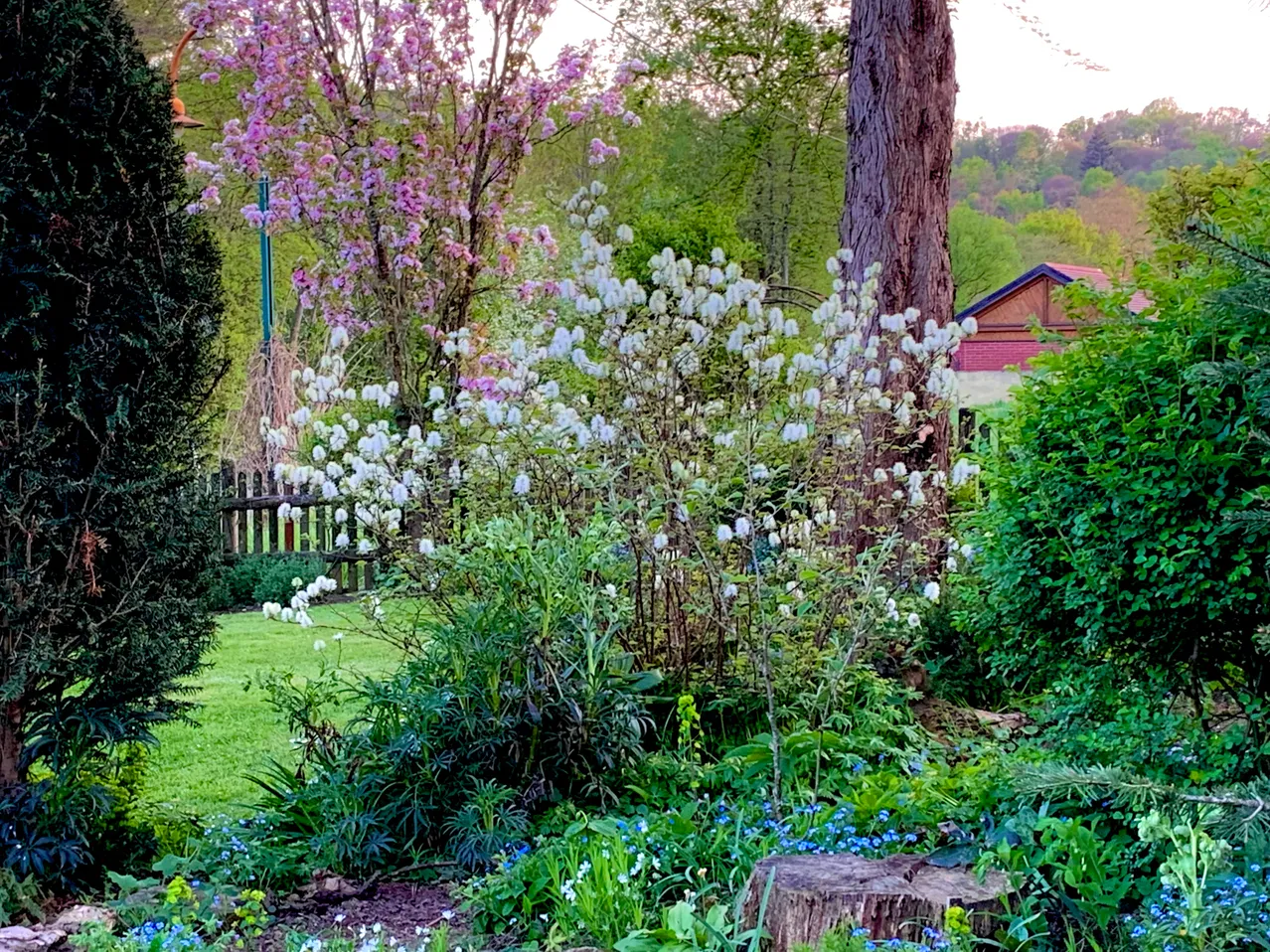 Tree, Garden, Nature, Outdoors, Vegetation, Arbour, Tree Trunk, Backyard, Grass, Woodland
