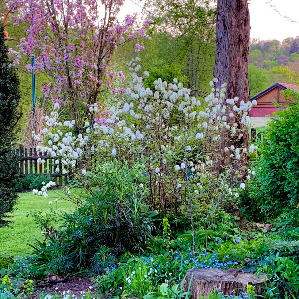 Tree, Garden, Nature, Outdoors, Vegetation, Arbour, Tree Trunk, Backyard, Grass, Woodland
