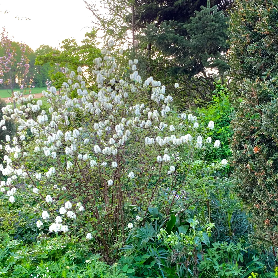 Plant, Vegetation, Bush, Flower