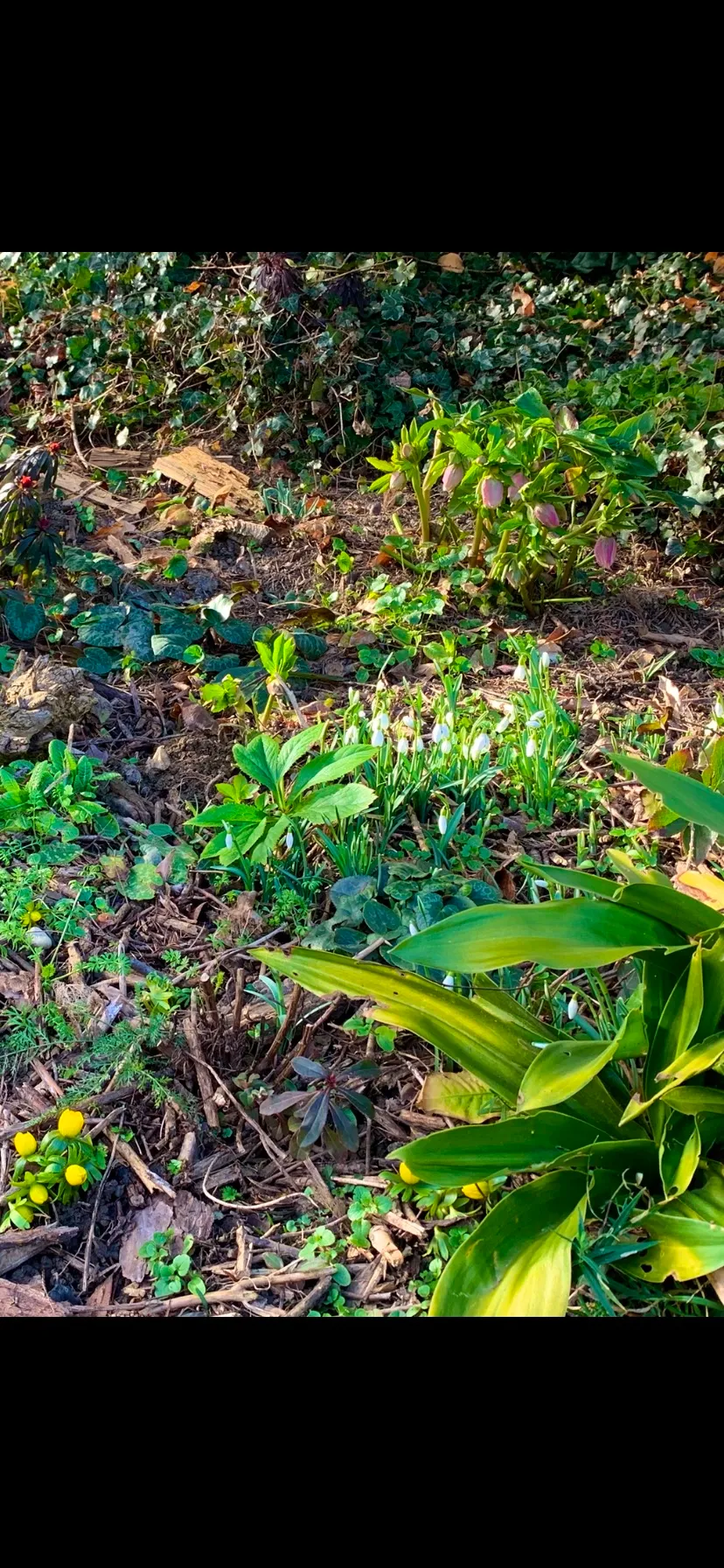 Leaf, Vegetation, Soil, Land, Outdoors, Rainforest, Jungle, Woodland, Ground, Herbal