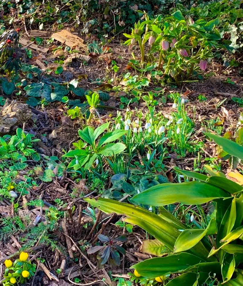 Leaf, Vegetation, Soil, Land, Outdoors, Rainforest, Jungle, Woodland, Ground, Herbal