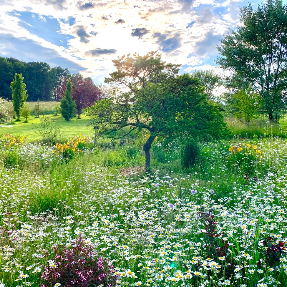 Ein Feld mit weißen und gelben Gänseblümchen unter einem teilweise bewölkten Himmel. Das Feld ist üppig mit anderen Blumen und Bäumen.