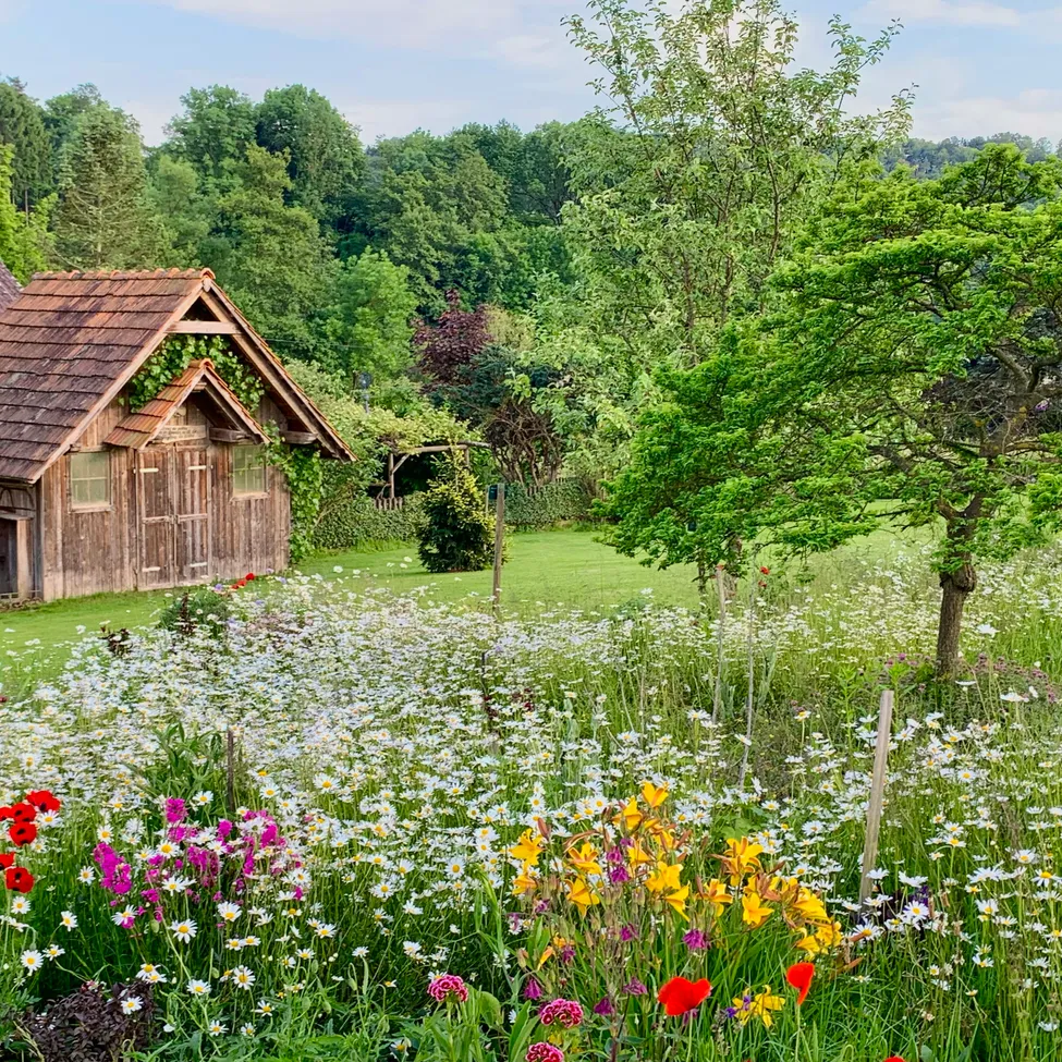Ein farbenfrohes Blumenfeld mit Gänseblümchen, roten und gelben Blüten gedeiht in einer üppigen, grünen Landschaft. Ein rustikales Holzhaus mit braunem Dach steht in der Nähe.