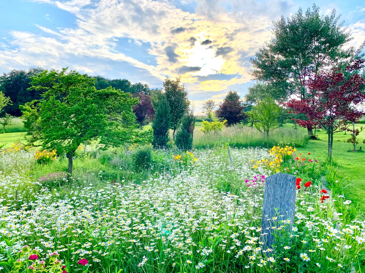 Ein farbenfrohes Blumenfeld mit verschiedenen Farben und Arten, umgeben von Bäumen und Büschen unter einem teilweise bewölkten Himmel.