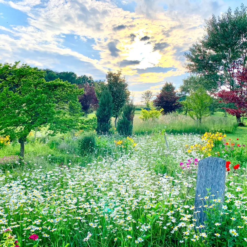 Ein farbenfrohes Blumenfeld mit verschiedenen Farben und Arten, umgeben von Bäumen und Büschen unter einem teilweise bewölkten Himmel.