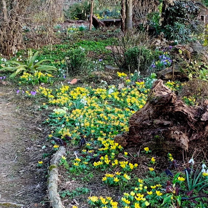 Ein Gartenweg mit gelben Blumen, einige mit violetten Blütenblättern, umgeben von grünen Blättern. Ein Baumstumpf liegt im Hintergrund.