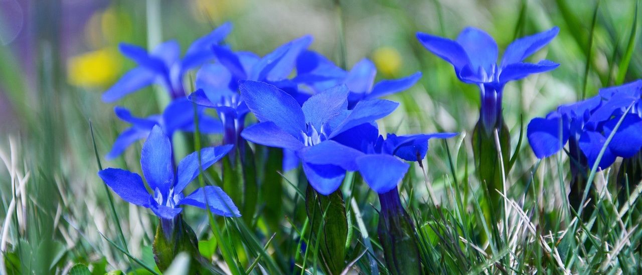 Bild enthält, Flower, Geranium, Plant, Petal, Anemone, Iris