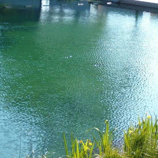Ein ruhiger Teich mit grünlichem Wasser und Wasserpflanzen am Rand. Spiegelungen vom Himmel und umgebenden Strukturen verleihen ihm eine ruhige Atmosphäre.