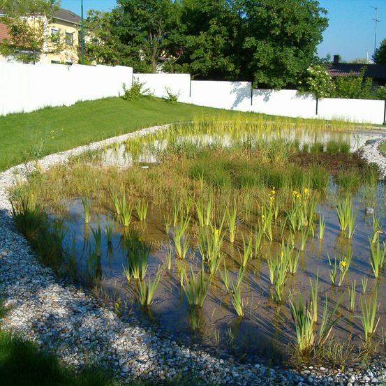 Ein kleiner Teich im Hinterhof, umgeben von Gras und Kies, mit hohen Pflanzen und gelben Blumen. Im Hintergrund befinden sich weiße Zäune, Bäume und ein Haus.
