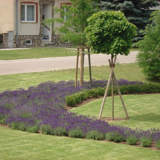 Ein grüner Rasen mit Lavendelblüten vor einem Haus. Eine Reihe von Bäumen und Sträuchern steht im Hintergrund.
