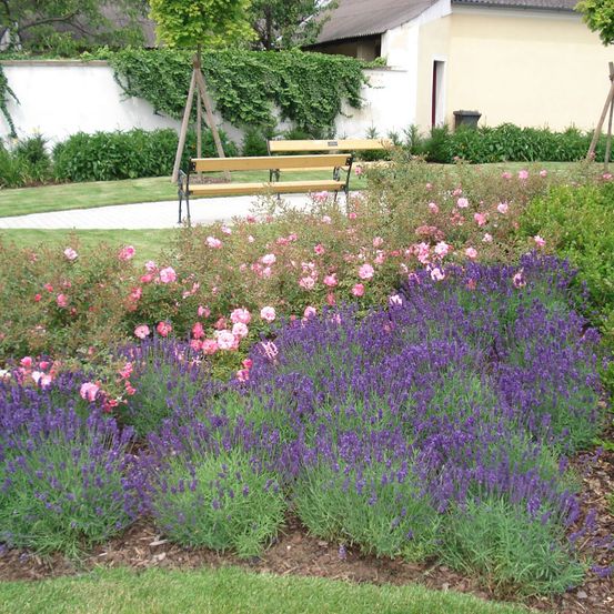 Ein Garten mit einer Bank und Blumen, darunter Lavendel und Rosen, vor dem Hintergrund eines Hauses und viel Grün.