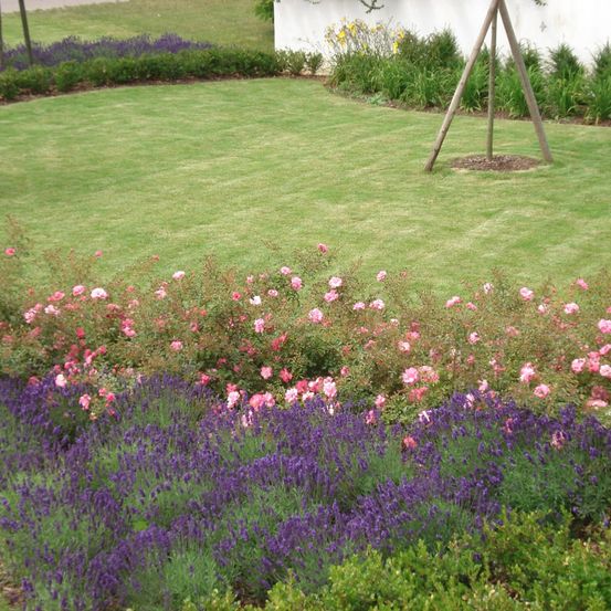 Ein gut gepflegter Garten mit einem großen grünen Rasen, umgeben von einem Rand aus rosa und lila Blumen und Lavendel. Ein weißes Gebäude ist im Hintergrund zu sehen.