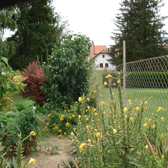 Ein Garten mit gelben Blumen und grünen Pflanzen vor einem weißen Haus mit rotem Dach, umgeben von einem Maschendrahtzaun.