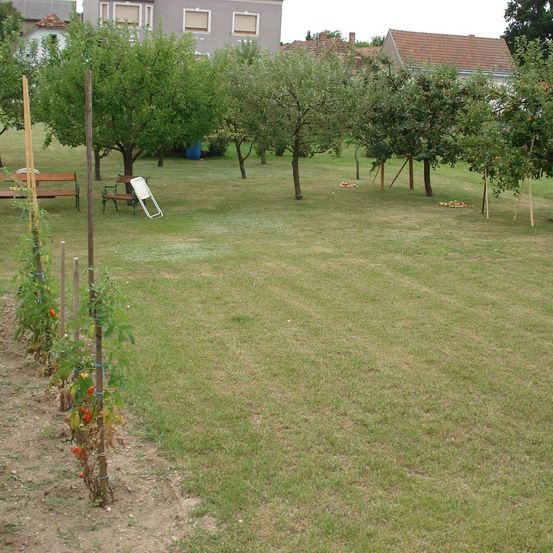 Ein Garten mit Apfelbäumen und zwei Bänken. Der Garten ist von Rasen und einigen Pflanzen umgeben. Im Hintergrund befindet sich ein Haus.