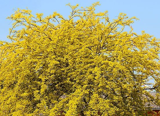 Ein hoher Baum mit leuchtend gelben Blättern steht vor einem blauen Himmel, wobei ein rotes Gebäude im Hintergrund zu sehen ist.