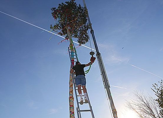 Ein Mann klettert auf eine Leiter, um einen geschmückten Baum zu erreichen, hält ein Werkzeug in der Hand, unter einem klaren blauen Himmel.