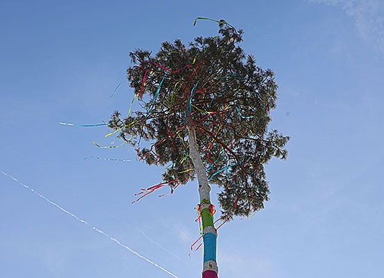 Ein hoher Baum mit vielen bunten Bändern, die um ihn herum gebunden sind, ist vor einem klaren blauen Himmel zu sehen.