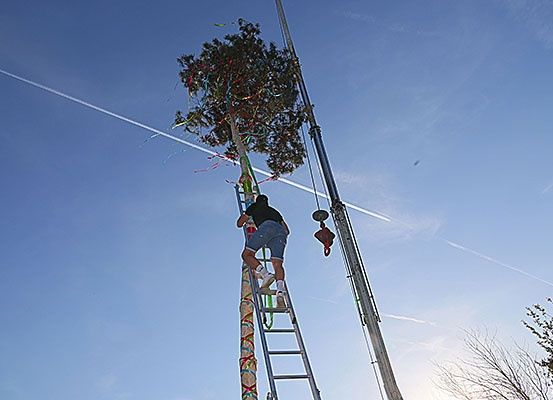 Eine Person klettert auf einer Leiter in der Nähe eines hohen Baumes, der mit bunten Bändern geschmückt ist, unter einem klaren blauen Himmel.