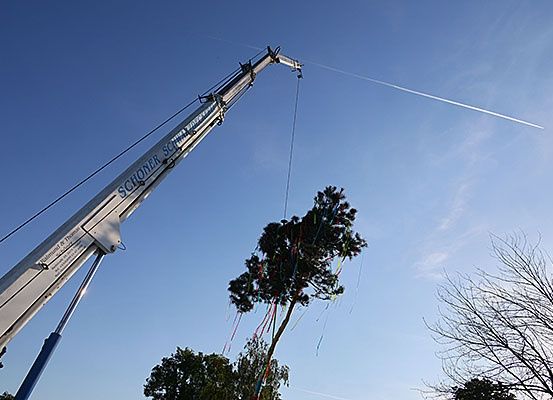 Ein Kran hebt einen hohen, schlanken Baum mit befestigten Bändern. Der Baum steht zwischen anderen Bäumen, mit einem klaren blauen Himmel und der Kondensstreifen eines Flugzeugs sichtbar.