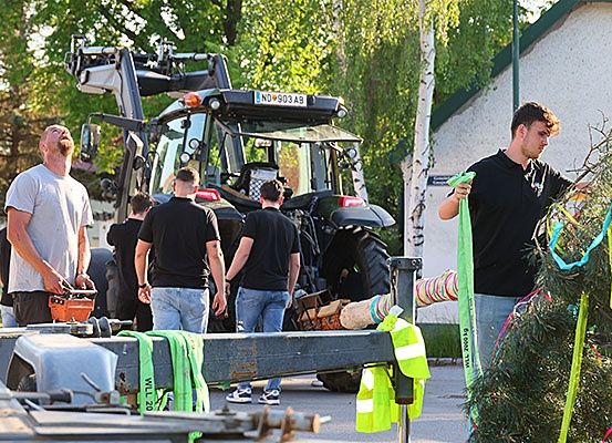 Eine Gruppe von Männern steht um einen Traktor und einen Anhänger herum, auf dem ein großer Baum geladen ist. Ein Mann schmückt den Baum mit bunten Bändern.