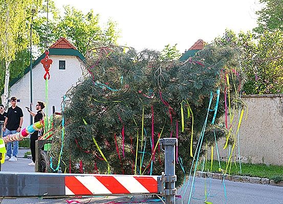 Ein großer Baum mit bunten Bändern wird von einer Straße entfernt. Ein Maschinenfahrzeug hebt den Baum an. Menschen stehen um den Baum herum. Es gibt ein Haus mit rotem Dach und grüner Umrandung hinter dem Baum. Die Straße hat eine Metallbarriere.