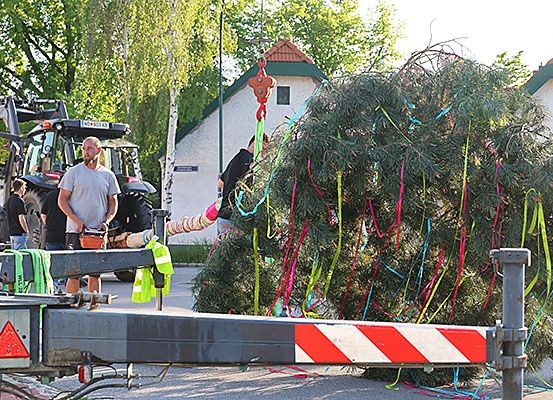 Men stehen um einen geschmückten immergrünen Baum, der von einem Kran gehoben wird. Ein roter Traktor ist in der Nähe geparkt. Die Umgebung ist im Freien mit Gebäuden und Bäumen im Hintergrund.