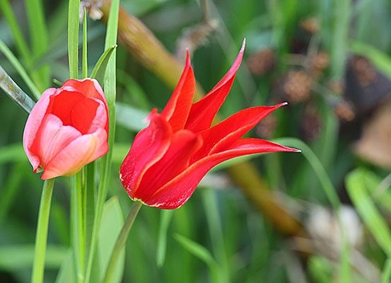 Zwei leuchtend rote Tulpen blühen in einem Garten mit üppigem grünem Laub im Hintergrund.