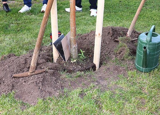 Drei Personen in Turnschuhen pflanzen einen Baum, wobei sie Werkzeuge und eine Gießkanne verwenden. Der Boden ist frisch gegraben, und der Baum ist von Holzpfählen umgeben.