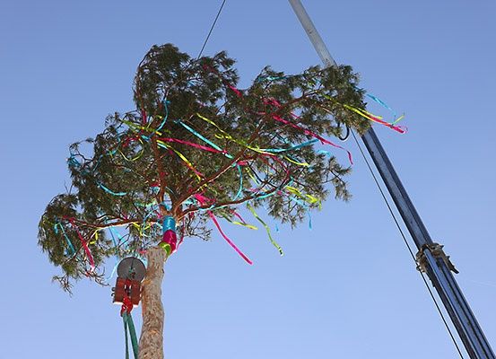 Ein hoher Baum mit bunten Bändern, die an seinen Ästen hängen, ist unter einem klaren blauen Himmel geschmückt. Ein Kran steht in der Nähe und eine Person scheint den Baum zu erklimmen.