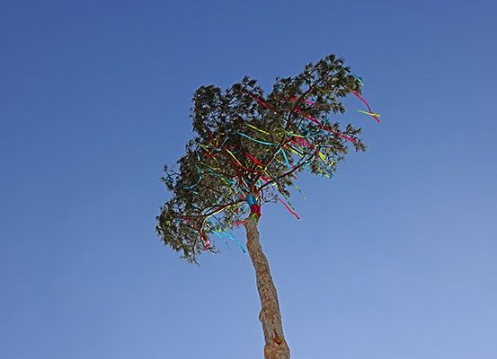 Ein Baum mit bunten Bändern, die unter einem klaren blauen Himmel von seinen Ästen hängen.