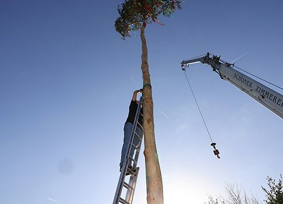 Eine Person klettert auf einer Leiter zu der Spitze eines hohen Baumes unter einem klaren blauen Himmel. Ein Kran ist in der Nähe positioniert.