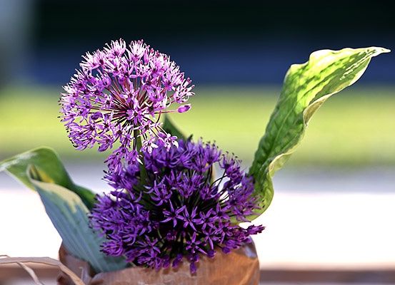 Ein Nahaufnahme eines lila Blumenstraußes mit grünen Blättern in einer braunen Papiertüte auf einer weißen Oberfläche.