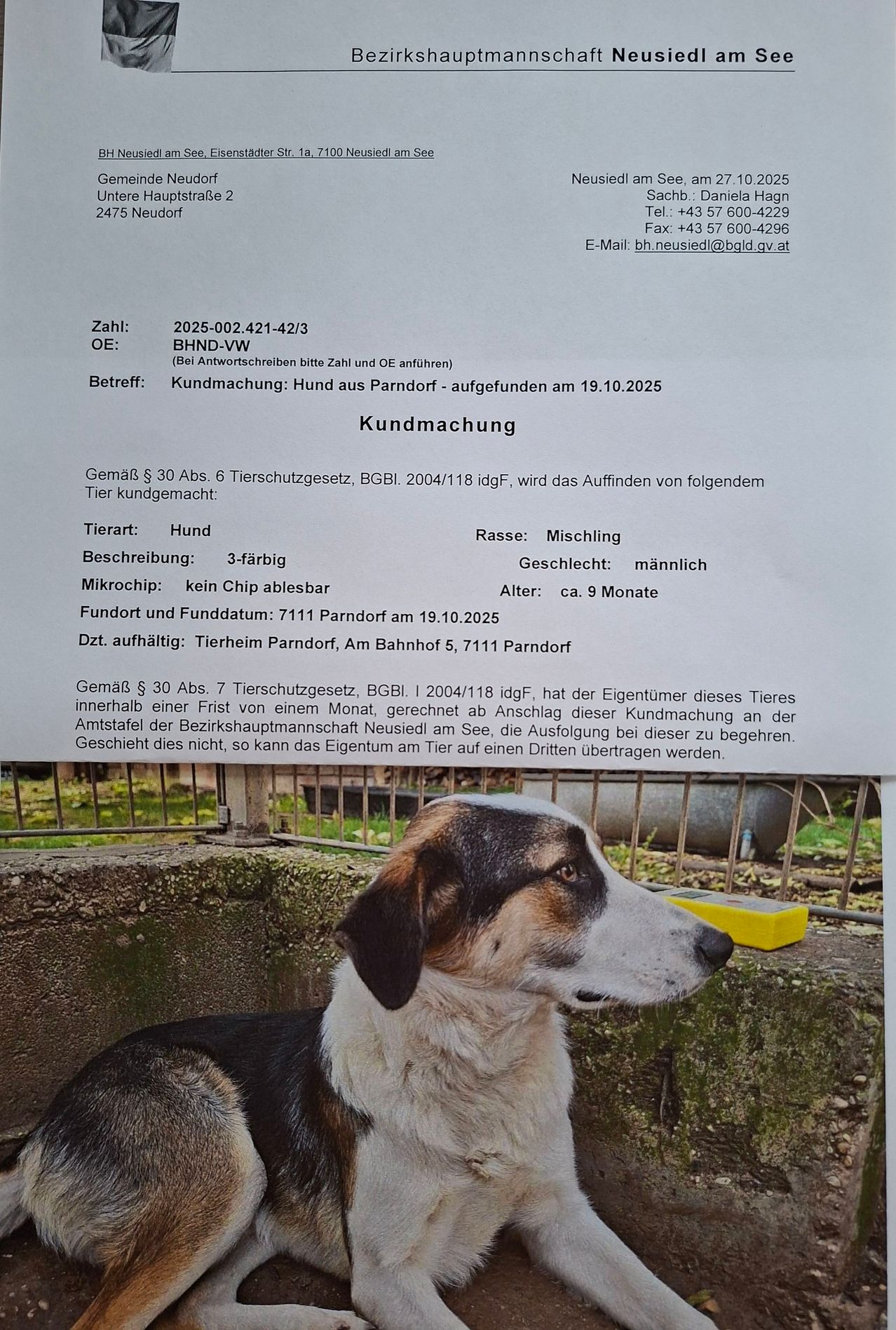 A notification of a found dog, located in Parndorf on 19.10.2025, is displayed. The dog is a 3-colored male mix, approximately 9 months old, with no chip, found on 7111 Parndorf. The owner has one month to claim the dog, otherwise it will be transferred to a third party.