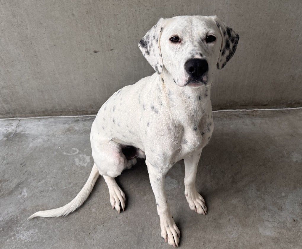 Ein weißer Dalmatiner mit schwarzen Flecken sitzt auf einem Betonboden und blickt geradeaus.