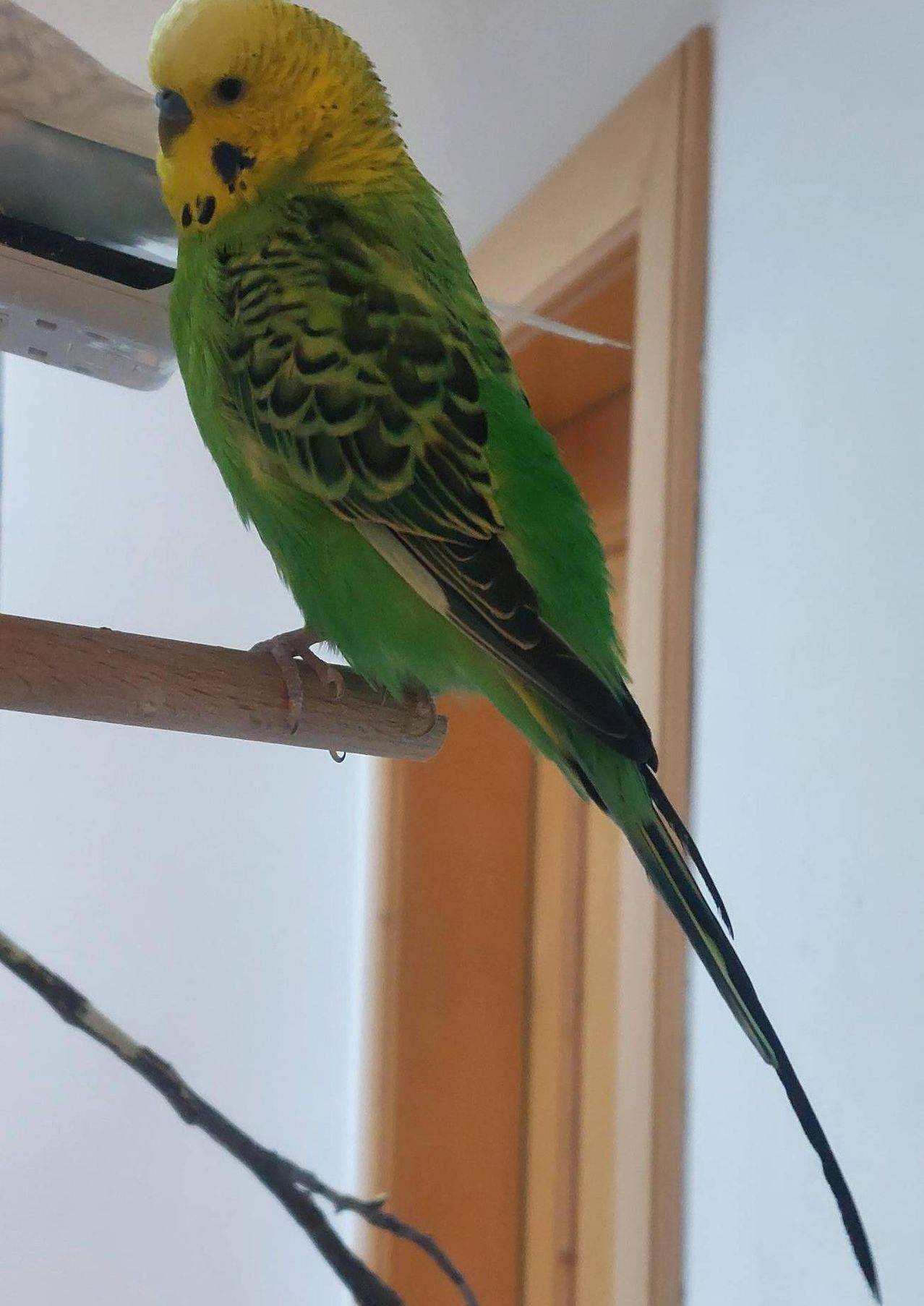 A green and yellow budgerigar perched on a wooden perch inside a room with a white wall.
