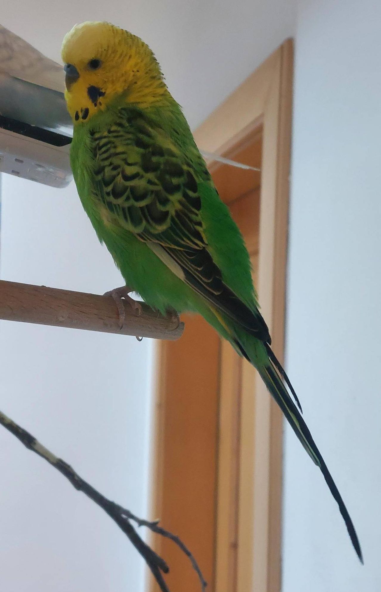 A green and yellow budgerigar perched on a wooden perch inside a room with a white wall.