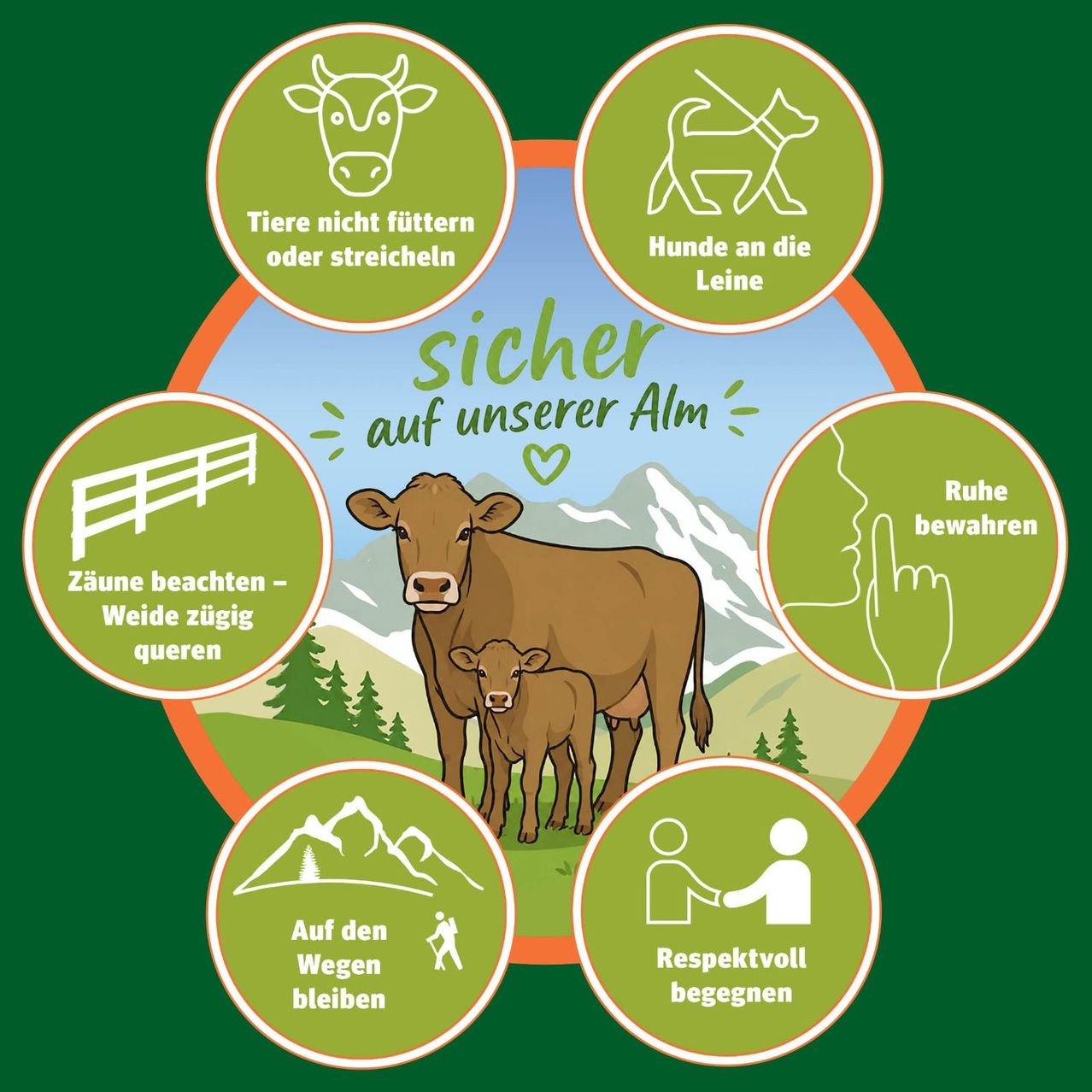 Auf einer Alm sind eine Kuh und ein Kalb abgebildet. Rund um das Bild herum sind Tipps zum sicheren Verhalten auf der Alm angebracht.